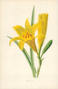 Den Lily od Frederick Edward Hulme