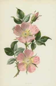 Dog-Rose (chromolitho) od Frederick Edward Hulme