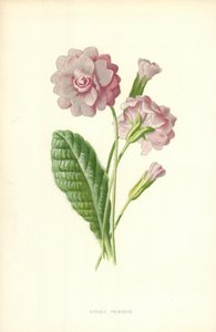 Dvojitá prvosenka od Frederick Edward Hulme