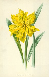 Dvojitá trubka narcis od Frederick Edward Hulme