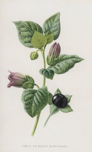 Dwale nebo Deadly Nightshade (chromolitho) od Frederick Edward Hulme