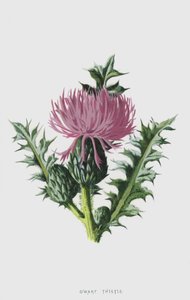 Trpasličí bodlák (chromolitho) od Frederick Edward Hulme