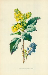 Stálezelený dřišťál od Frederick Edward Hulme