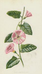 Field Convolvulus (chromolitho) od Frederick Edward Hulme