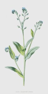 Scorpion-Grass (chromolitho) od Frederick Edward Hulme