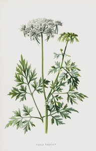 Fools Petržel (chromolitho) od Frederick Edward Hulme