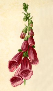 Náprstník, 1877. od Frederick Edward Hulme