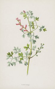 Fumitory (chromolitho) od Frederick Edward Hulme