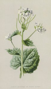 Česnek-hořčice nebo samotná omáčka (chromolitho) od Frederick Edward Hulme