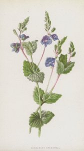 Germander Speedwell (chromolitho) od Frederick Edward Hulme