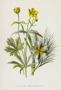 Zlatovláska, pryskyřník vodní (chromolitho) od Frederick Edward Hulme