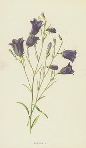 Harebell (chromolitho) od Frederick Edward Hulme