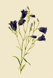 Harebell, 1877. od Frederick Edward Hulme