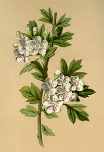 Hawthorn, 1877. od Frederick Edward Hulme