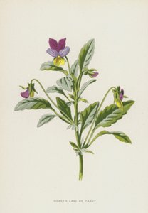 Hearts Ease nebo Pansy (chromolitho) od Frederick Edward Hulme