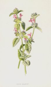Hedge Calamint (chromolitho) od Frederick Edward Hulme