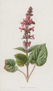 Hedge Stachys (chromolitho) od Frederick Edward Hulme