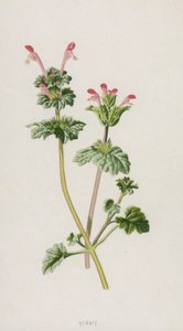 Henbit (chromolitho) od Frederick Edward Hulme