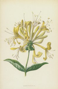 Zimolez (chromolitho) od Frederick Edward Hulme
