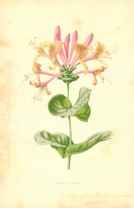 Zimolez od Frederick Edward Hulme