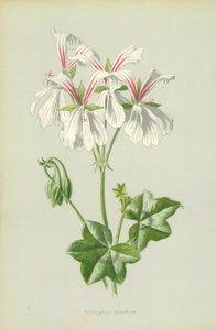 Geranium břečťanolistá od Frederick Edward Hulme
