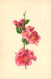 kdoule japonská od Frederick Edward Hulme