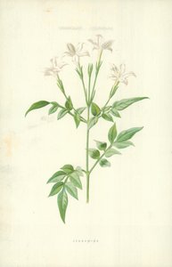 Jasmín od Frederick Edward Hulme