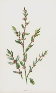 Knot-Grass (chromolit) od Frederick Edward Hulme