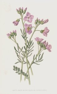 Ladys Smock, Bitter Cress nebo Cuckooflower (chromolitho)