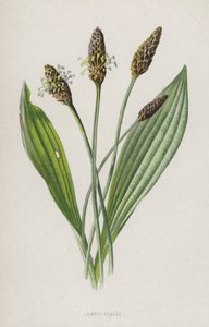 jehněčí jazyk (chromolitho) od Frederick Edward Hulme