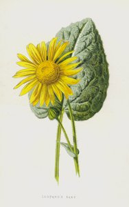 Leopards Bane (chromolitho) od Frederick Edward Hulme