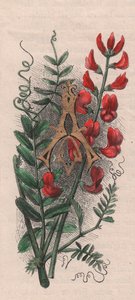 Písmeno A, kapací dopis, akvarel, rytina, cm 10x5, od Fredericka Edwarda Hulmeho (1841-1909) z The familiar Garden Flower, kolem roku 1880 od Frederick Edward Hulme