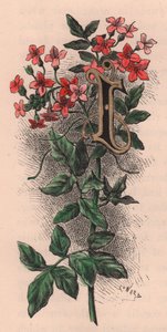 Písmeno I, kapací dopis, rytina akvarelem, cm 10x5, od Fredericka Edwarda Hulmeho (1841-1909) ze známého zahradního květu, kolem roku 1880 od Frederick Edward Hulme