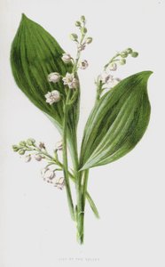 Konvalinka (chromolitho) od Frederick Edward Hulme