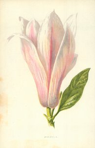 Magnolia od Frederick Edward Hulme
