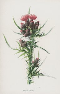 Marsh Thistle (chromolitho) od Frederick Edward Hulme