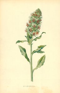 Rezeda od Frederick Edward Hulme