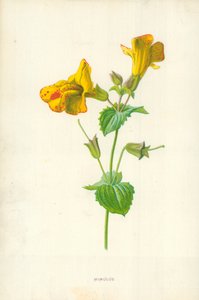 Mimulus od Frederick Edward Hulme