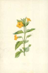 Pižmo od Frederick Edward Hulme