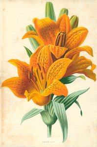 Oranžová lilie od Frederick Edward Hulme