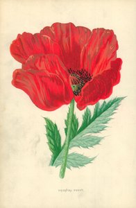 Orientální mák od Frederick Edward Hulme