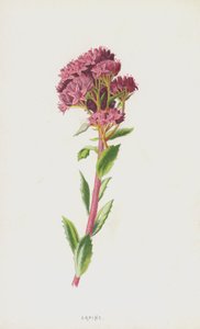 Orpin (chromolitho) od Frederick Edward Hulme