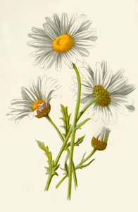 Ox-Eye Daisy, 1877. od Frederick Edward Hulme