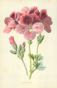 Pelargonium od Frederick Edward Hulme