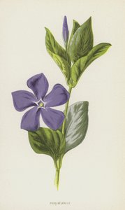 Barvínek (chromolitho) od Frederick Edward Hulme