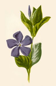 Barvínek, 1877. od Frederick Edward Hulme