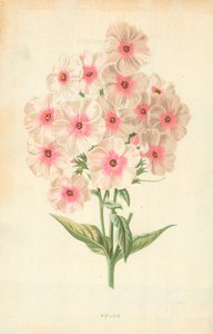 Flox od Frederick Edward Hulme