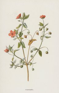 Pimpernel (chromolitho) od Frederick Edward Hulme