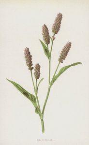 Pink Persicaria (chromolitho) od Frederick Edward Hulme