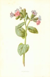Pulmonaria od Frederick Edward Hulme